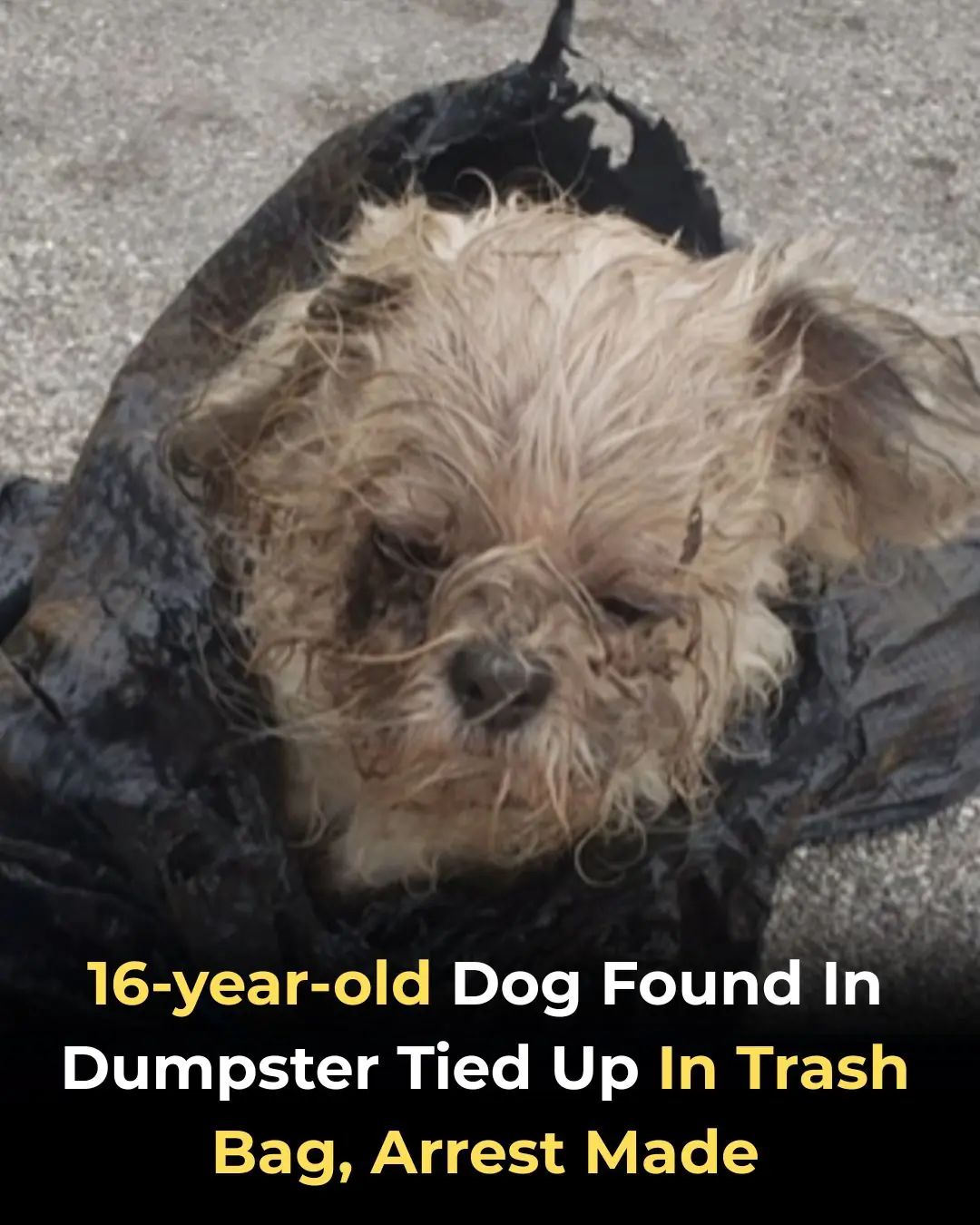 16-Year-Old Shih Tzu Found Tied in Trash Bag After Owners’ Death, Arrest Made