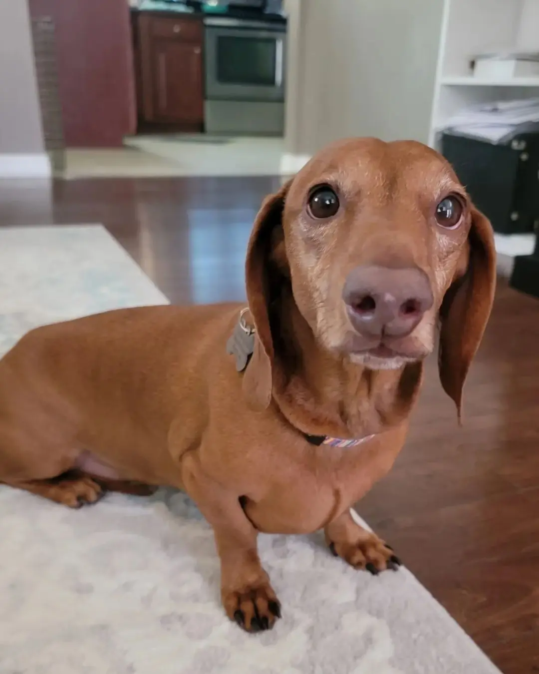 Lola's Courageous Fight After Snake Bite: A Story of Bravery and Resilience