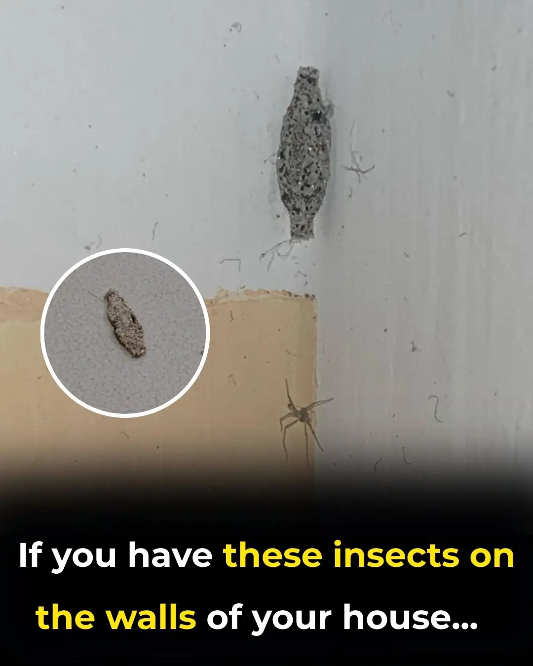 Bagworms Inside Your Home