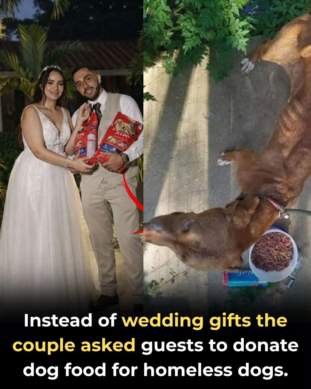 A Wedding of Compassion: How One Couple Turned Their Special Day into Hope for Homeless Dogs