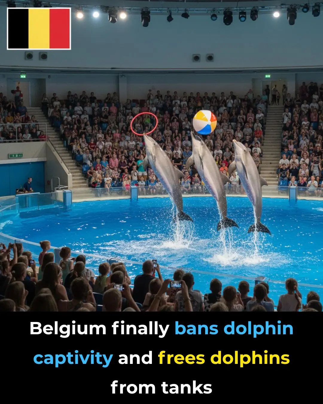 Belgium Bans Dolphin Captivity, Marking a Major Victory for Animal Rights and Marine Welfare