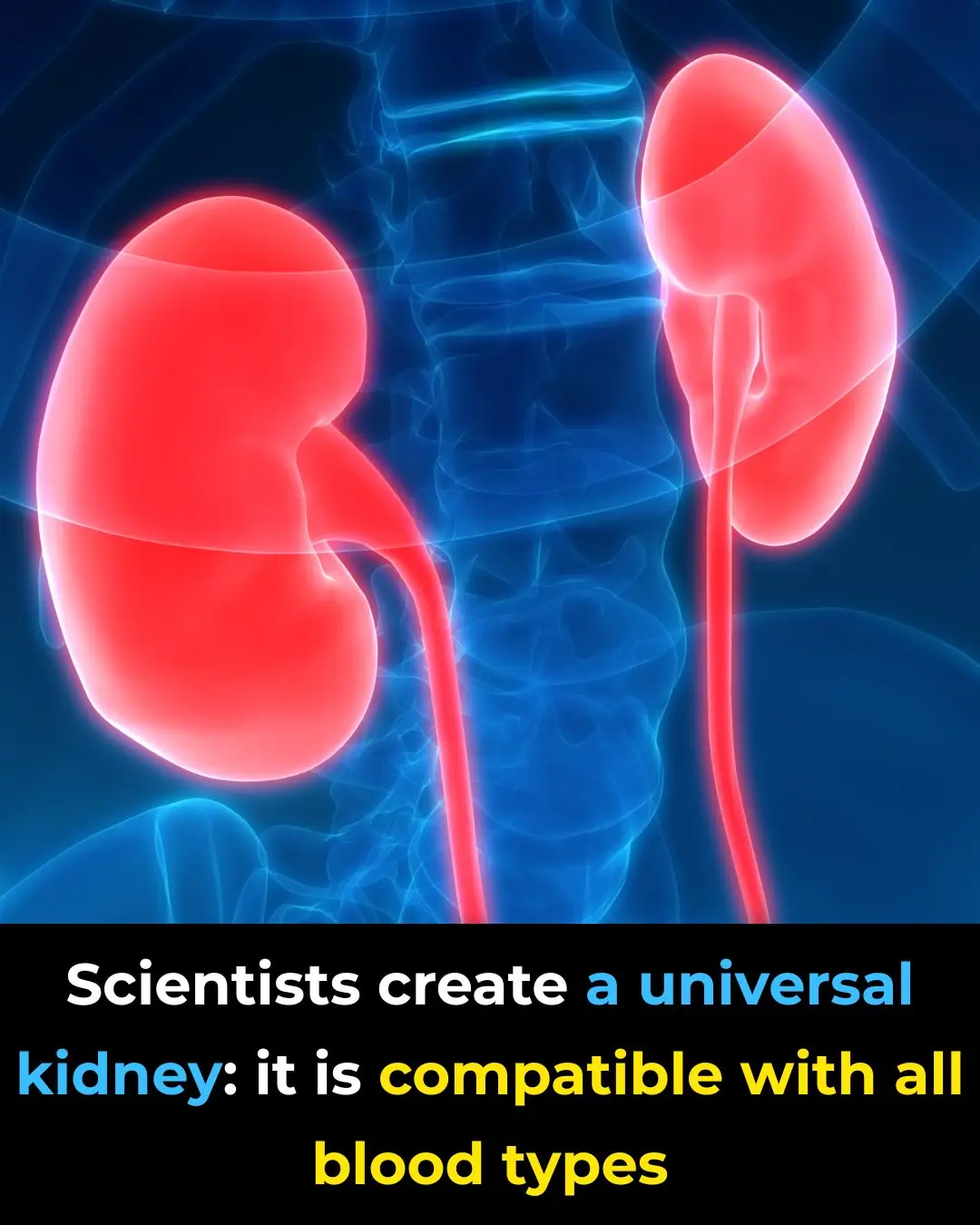 Scientists create a universal kidney: it is compatible with all blood types