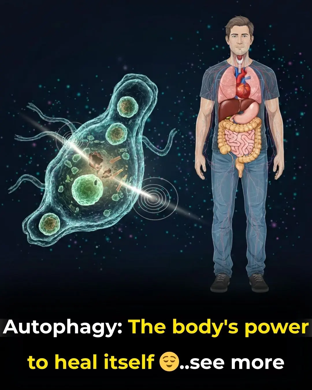 Autophagy: The Body's Power to Heal Itself