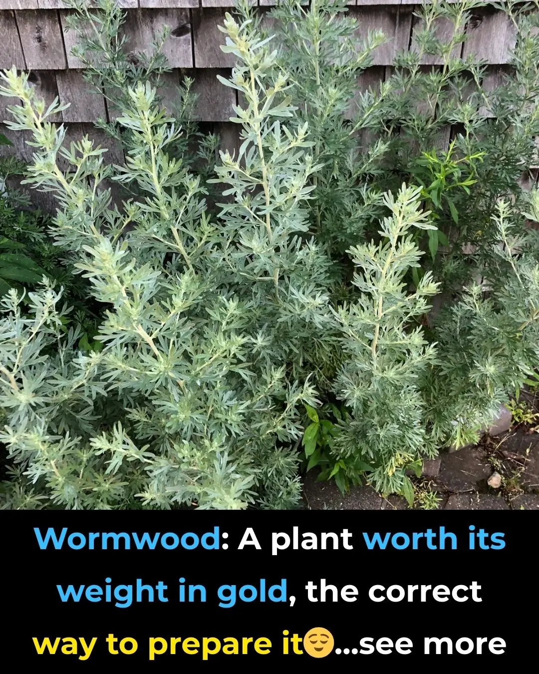 Wormwood: Benefits, Contraindications and How to Take It