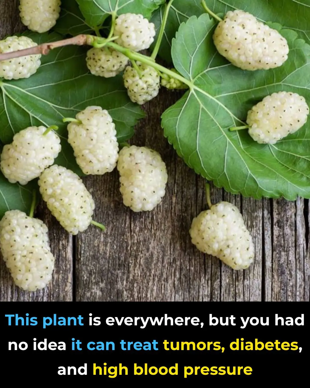 The Overlooked Tree With Powerful Health Benefits