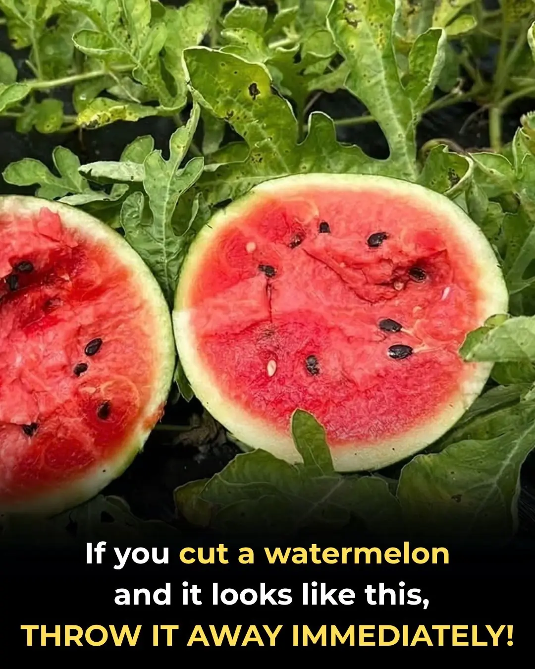 Throw Watermelon Away Immediately If It Looks Like This
