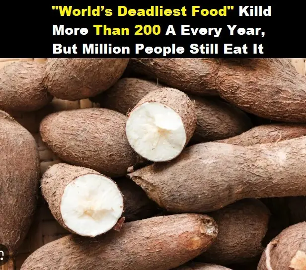 Over 200 People Are Killed By The “World’s Deadliest Food” Every Year, But Almost 500 Million People Still Eat It szs
