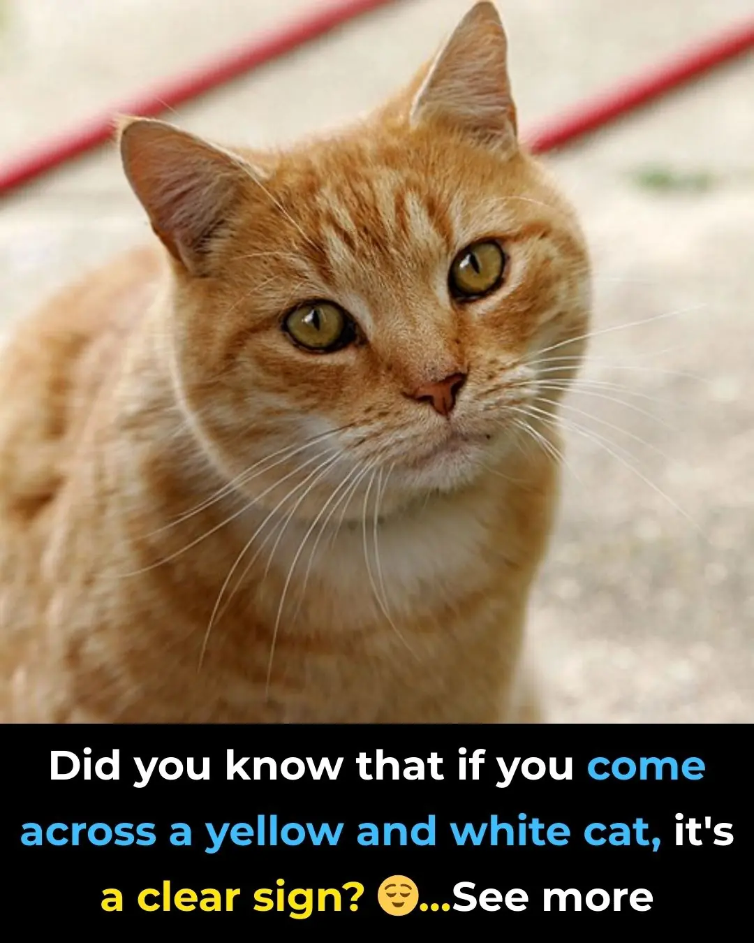 Did you know that if a white and yellow cat approaches you, it's because…