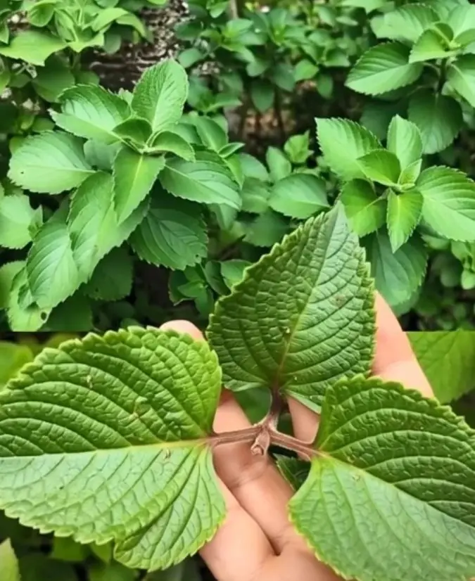 Just 1 oregano leaf per day and you won’t suffer from any more... See more 👇👇👇