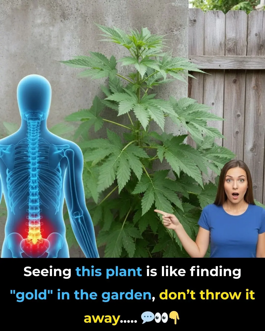 🌿 Discover Nature’s Hidden Calming Secret: The Soothing Power of Wild Lettuce Sap