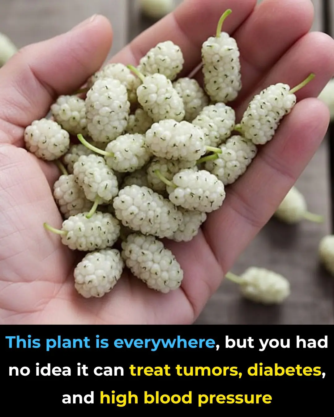 The Overlooked Tree With Powerful Health Benefits