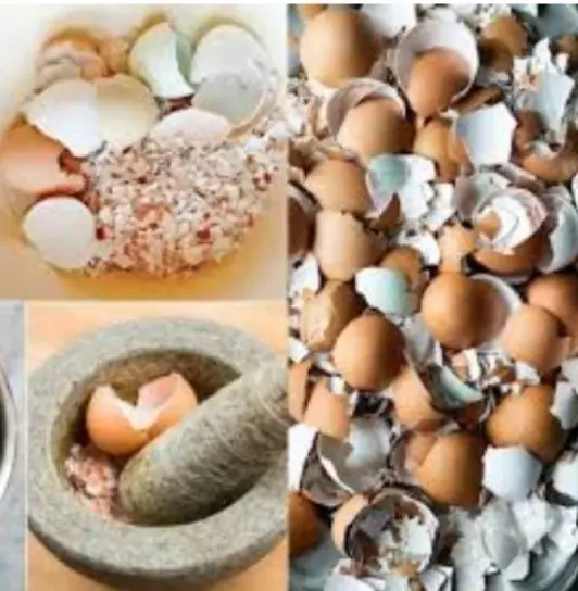 Eggshells Are WORTH GOLD! Here's Why You Shouldn't Throw Them Away!