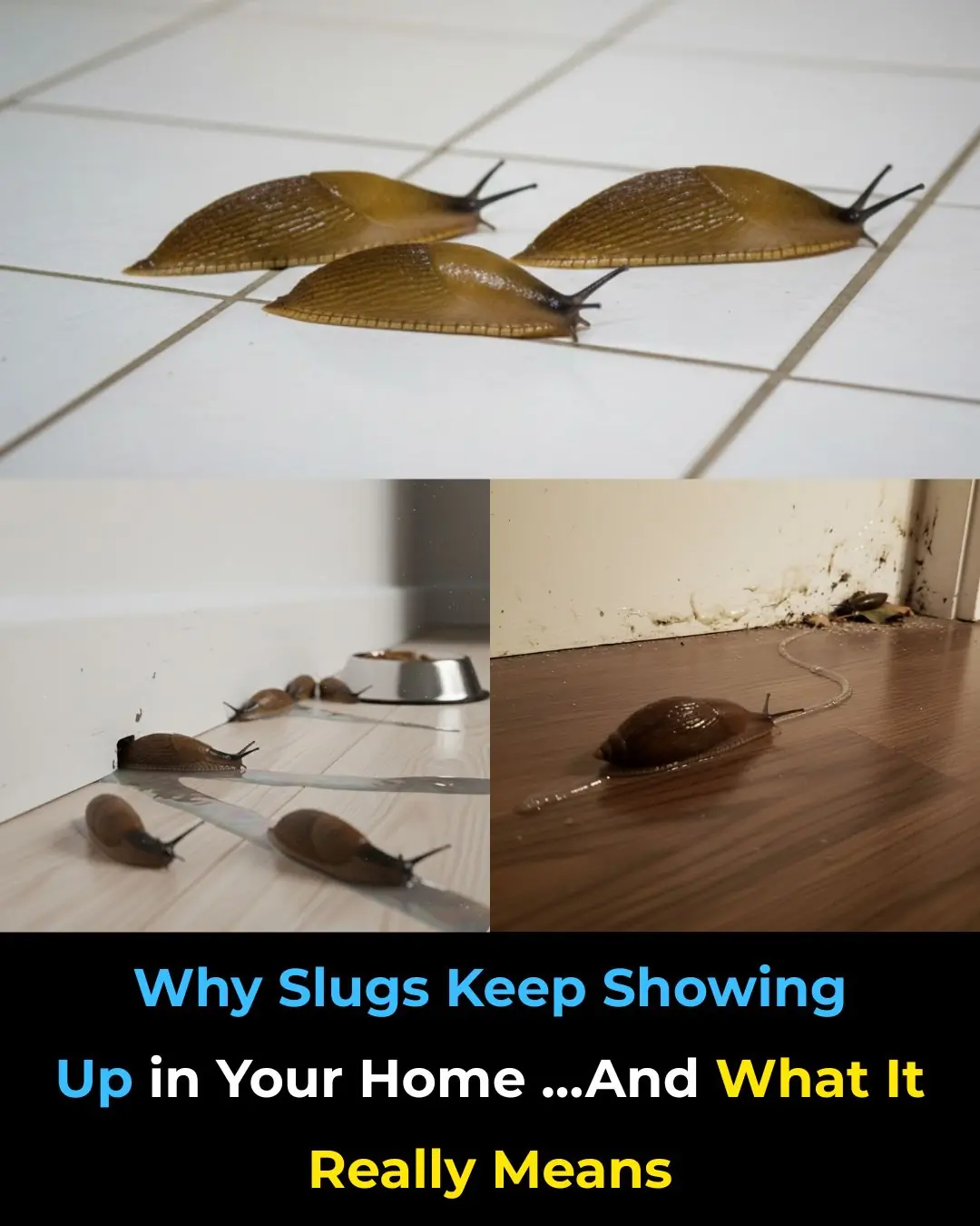 Why Slugs Keep Showing Up in Your Home