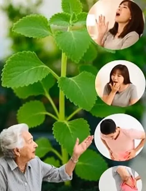 Just 1 oregano leaf per day and you won’t suffer from any more... See more 👇👇👇