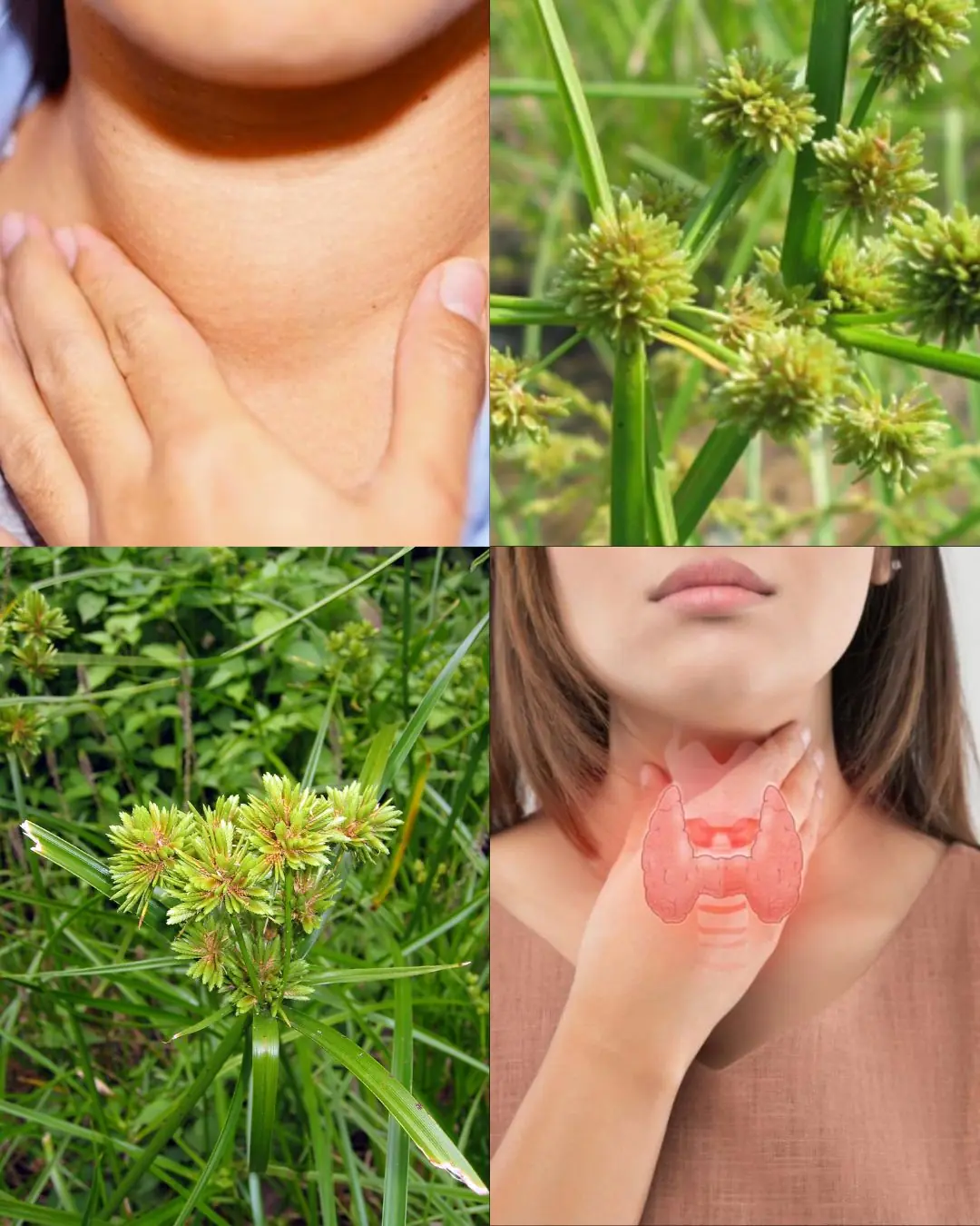 🌿 The “Hidden Herb” Ancient Healers Protected: Is Nutgrass the Ultimate Secret to Natural Health?