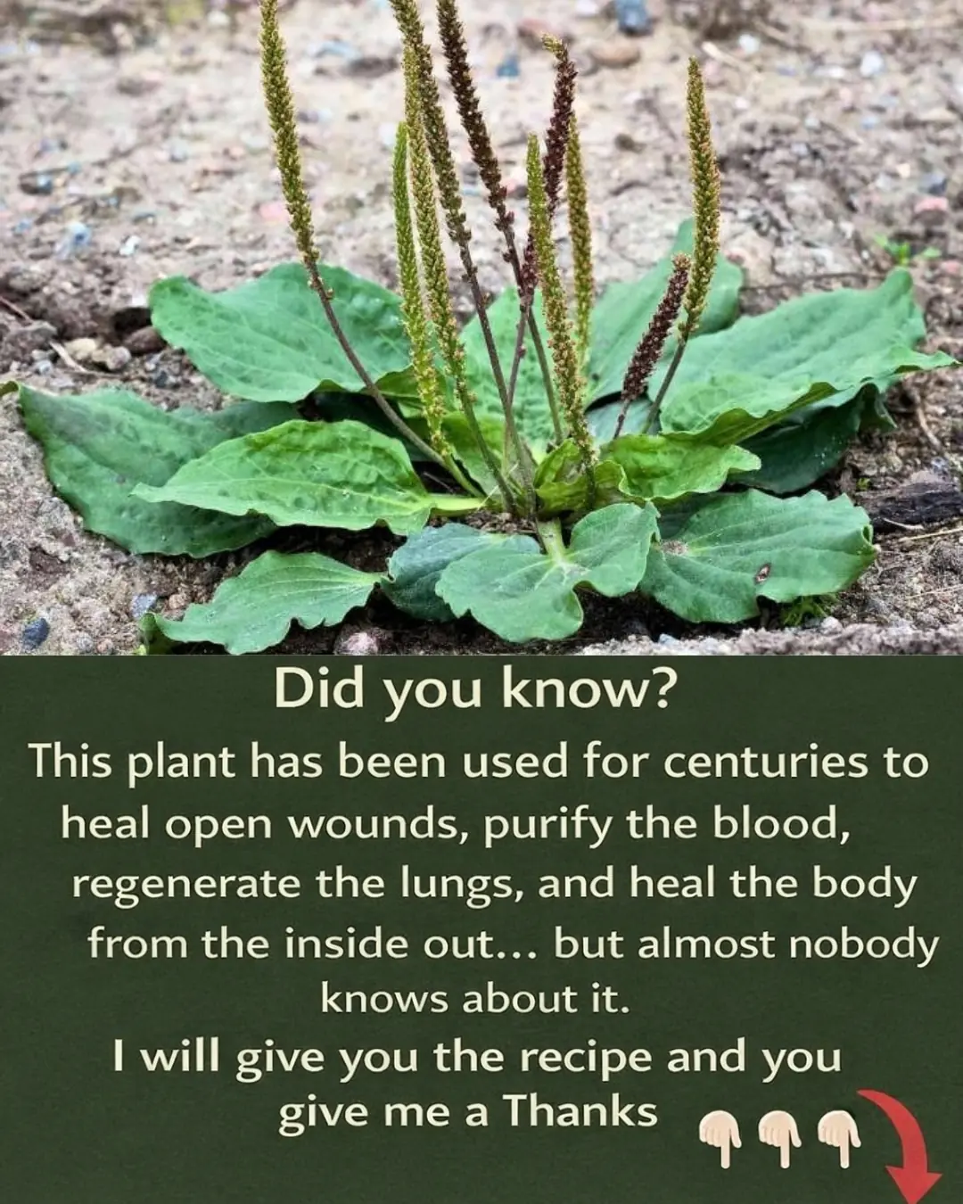 7 benefits and uses of Plantago Major