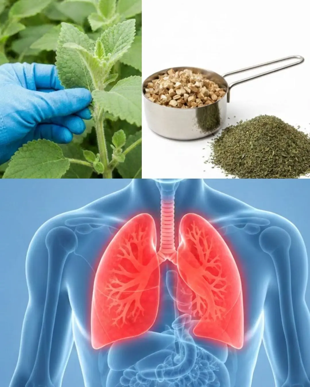 63 Amazing Benefits of Mullein (Verbascum densiflorum)