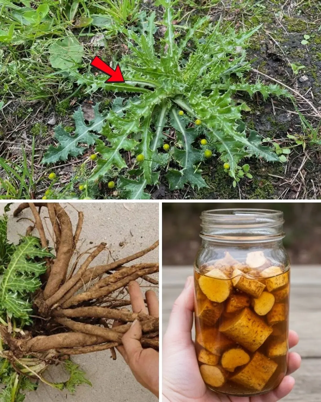 12 Practical Benefits of Bull Thistle Root and Simple Natural Ways to Use It at Home