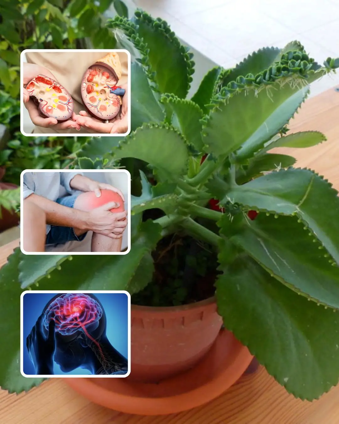 🌿 Bryophyllum Calycinum (Kalanchoe Pinnata): The "Miracle Leaf" with Powerful Healing Benefits