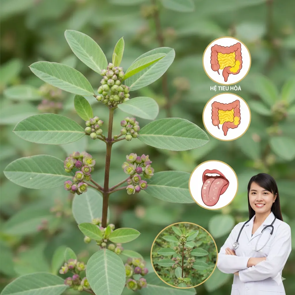 The Hidden “Gold” in Your Yard: Why This Humble Weed Might Be Your Gut’s Best Friend