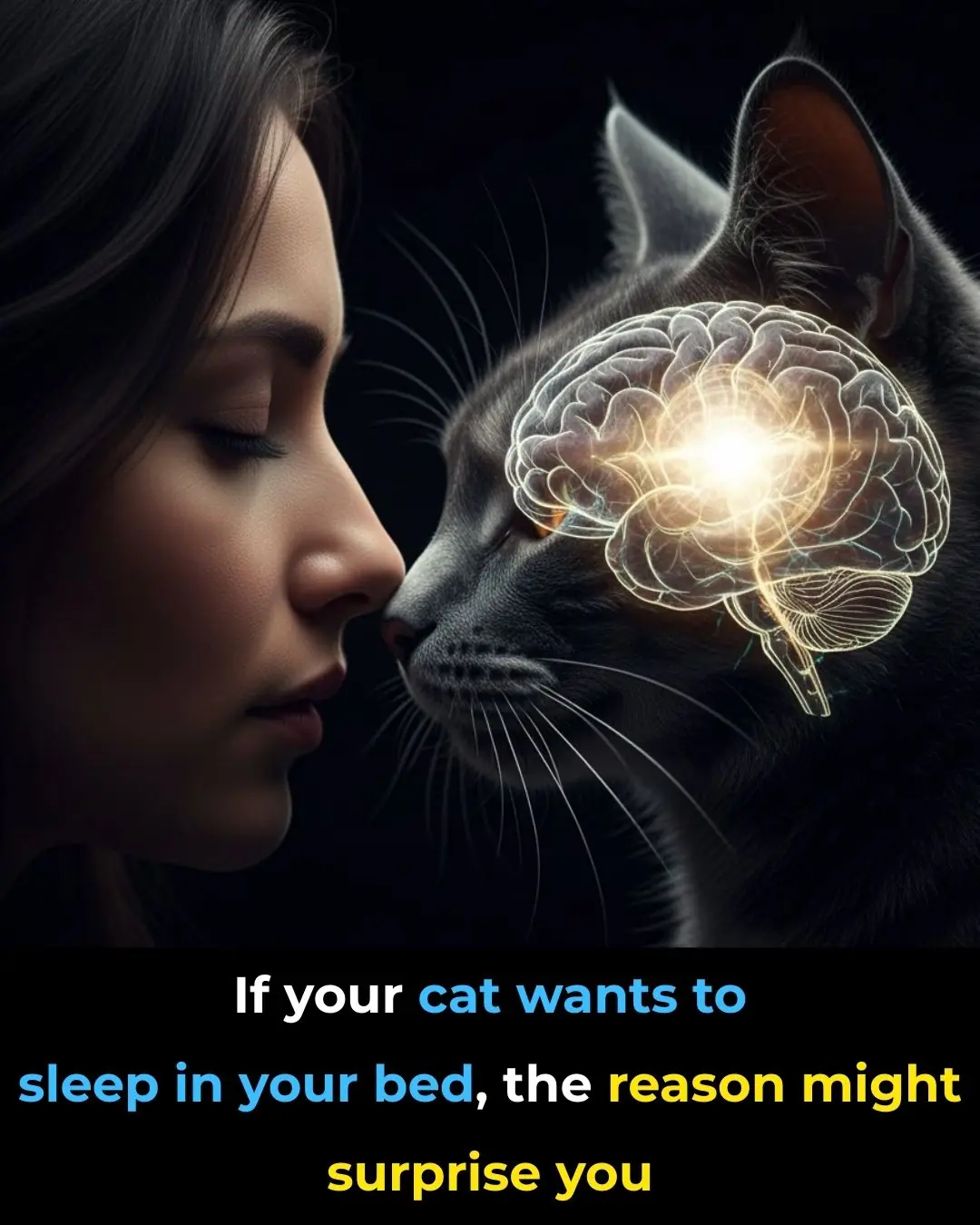 Why Your Cat Chooses to Sleep With You