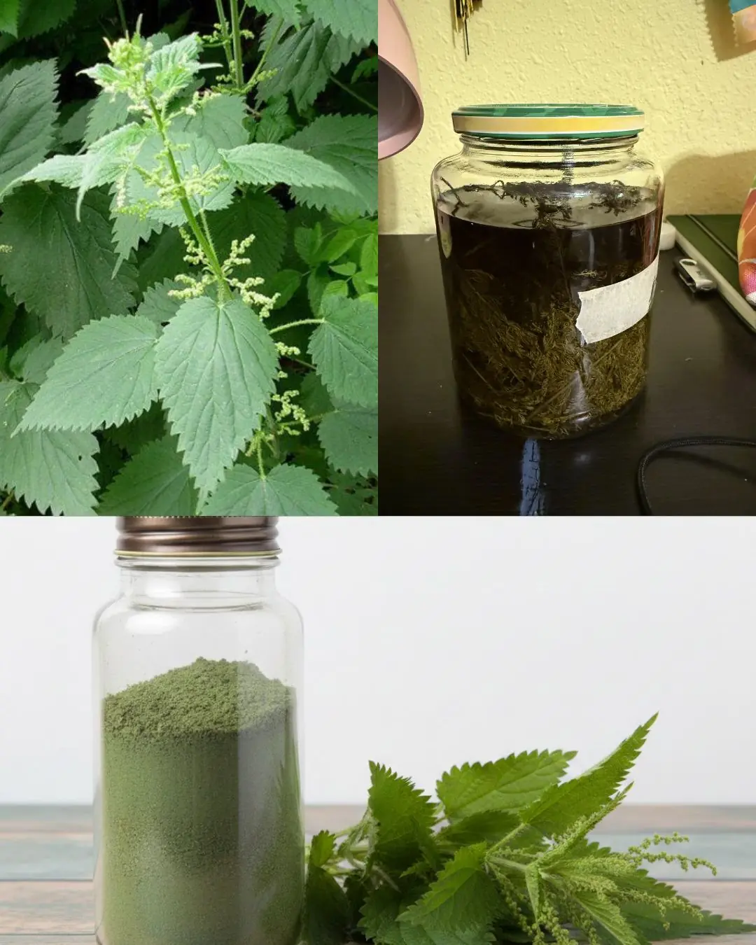 Stinging Nettle (Urtica dioica): The Hidden Power of Leaves and Seeds
