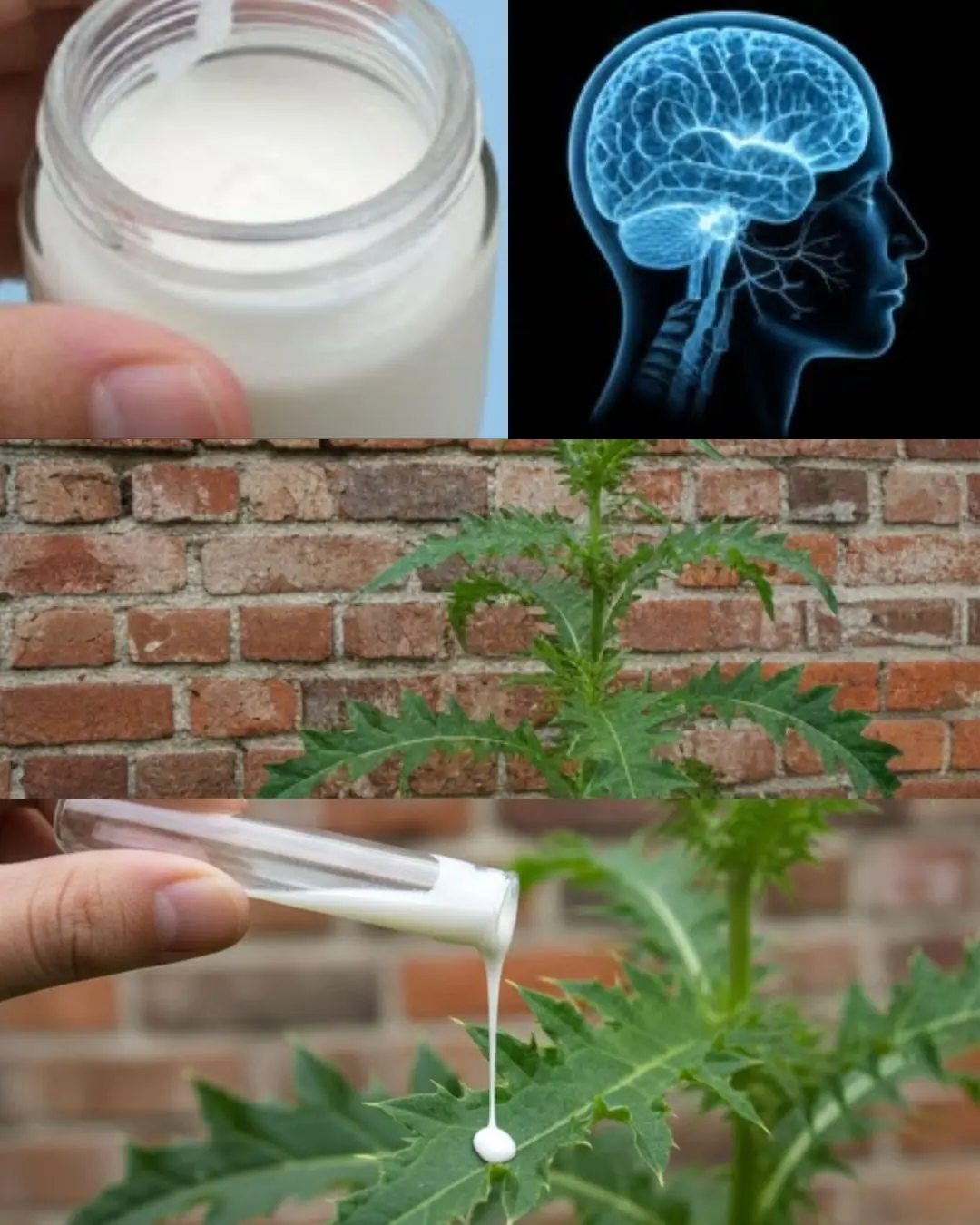 Wild Lettuce Sap: Benefits and Uses