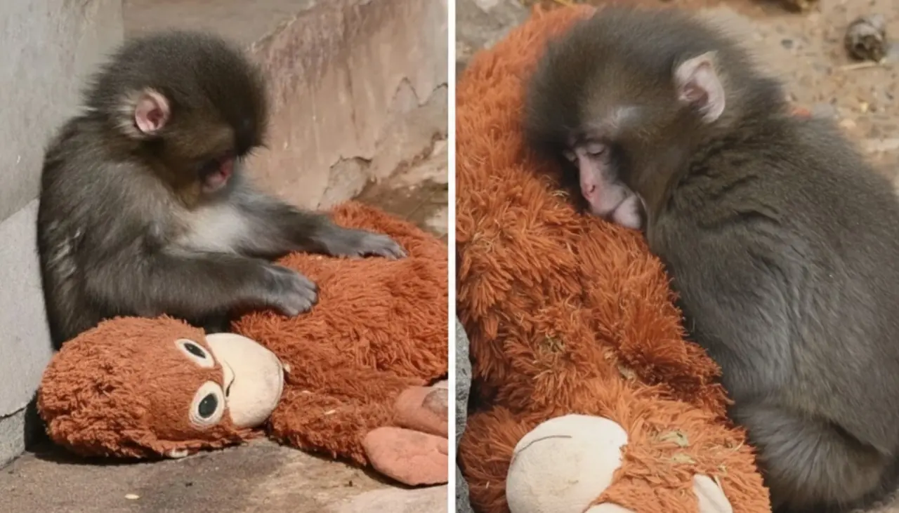 Everyone Needs a Hug Like Punch