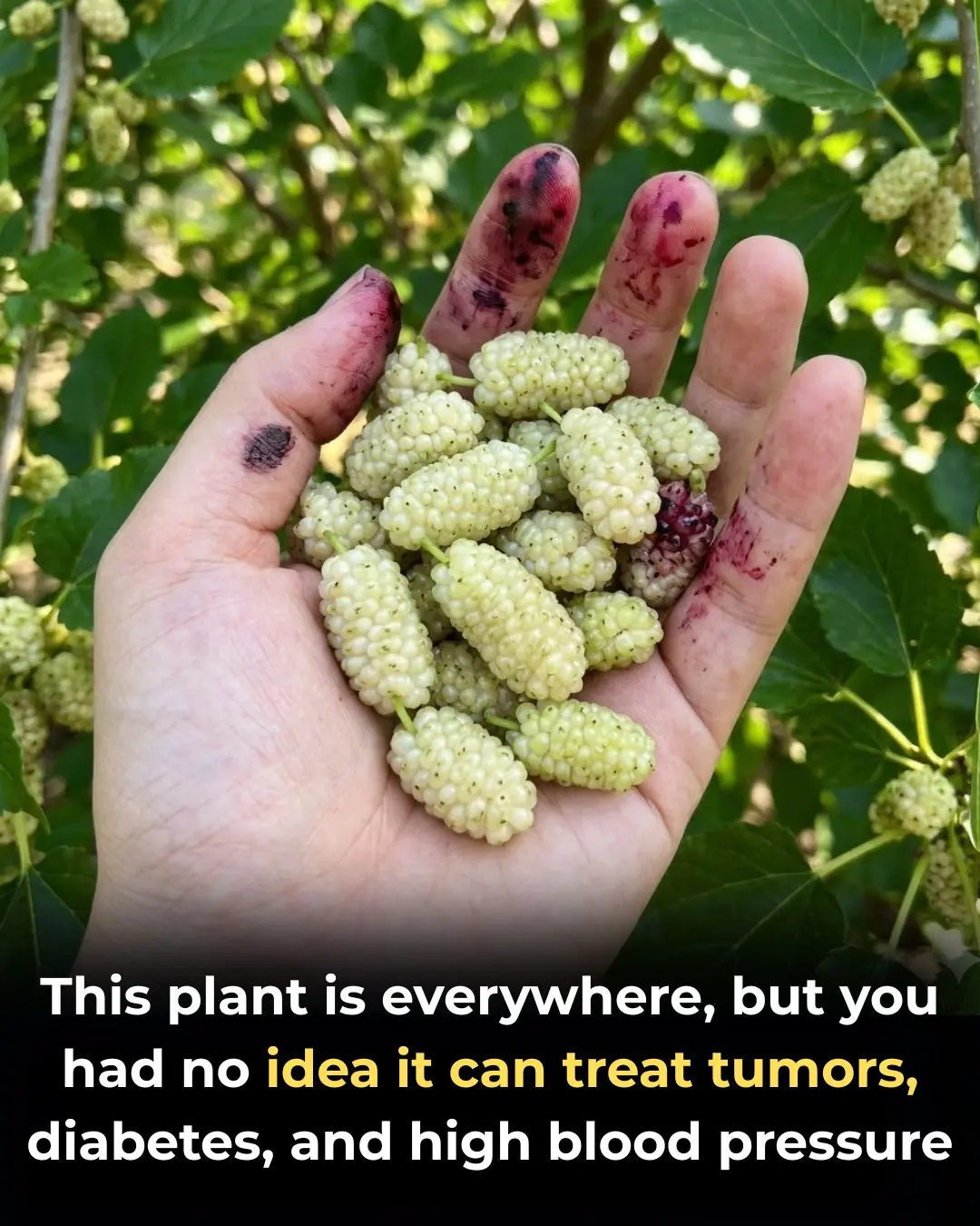 The Overlooked Tree With Powerful Health Benefits