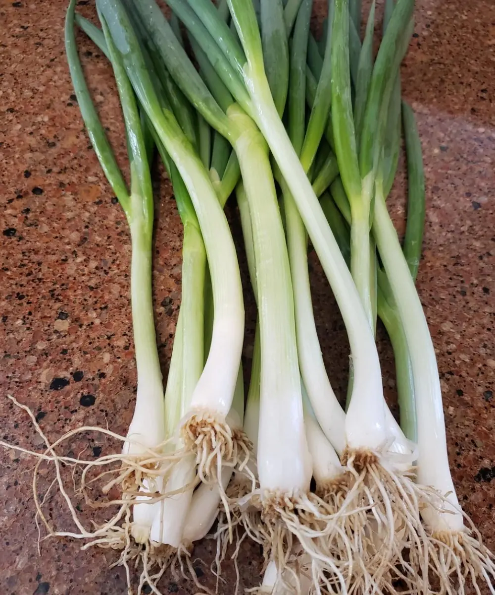 Why Scallions Deserve More Credit as a Health Food
