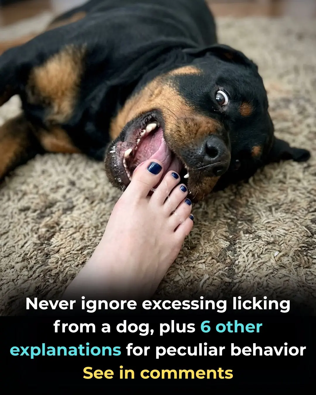 Never Ignore Excessing Licking From a Dog