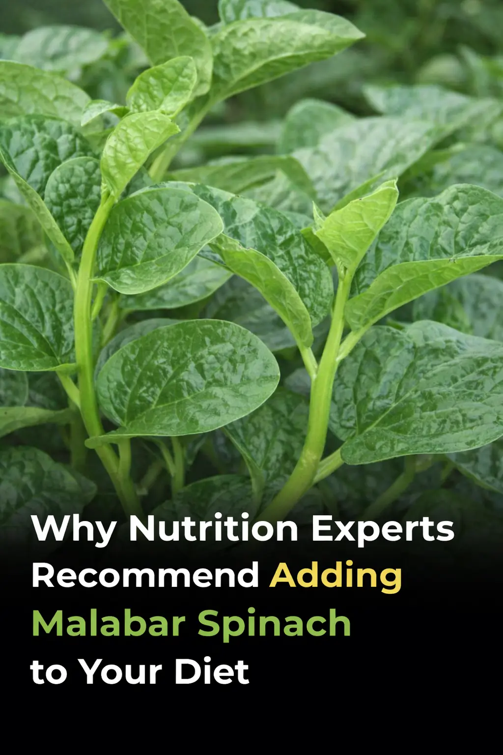 Why Nutritionists Recommend Adding Malabar Spinach to Your Diet