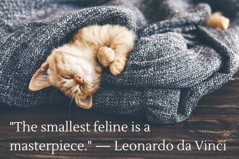 Final Thoughts for Cat Lovers