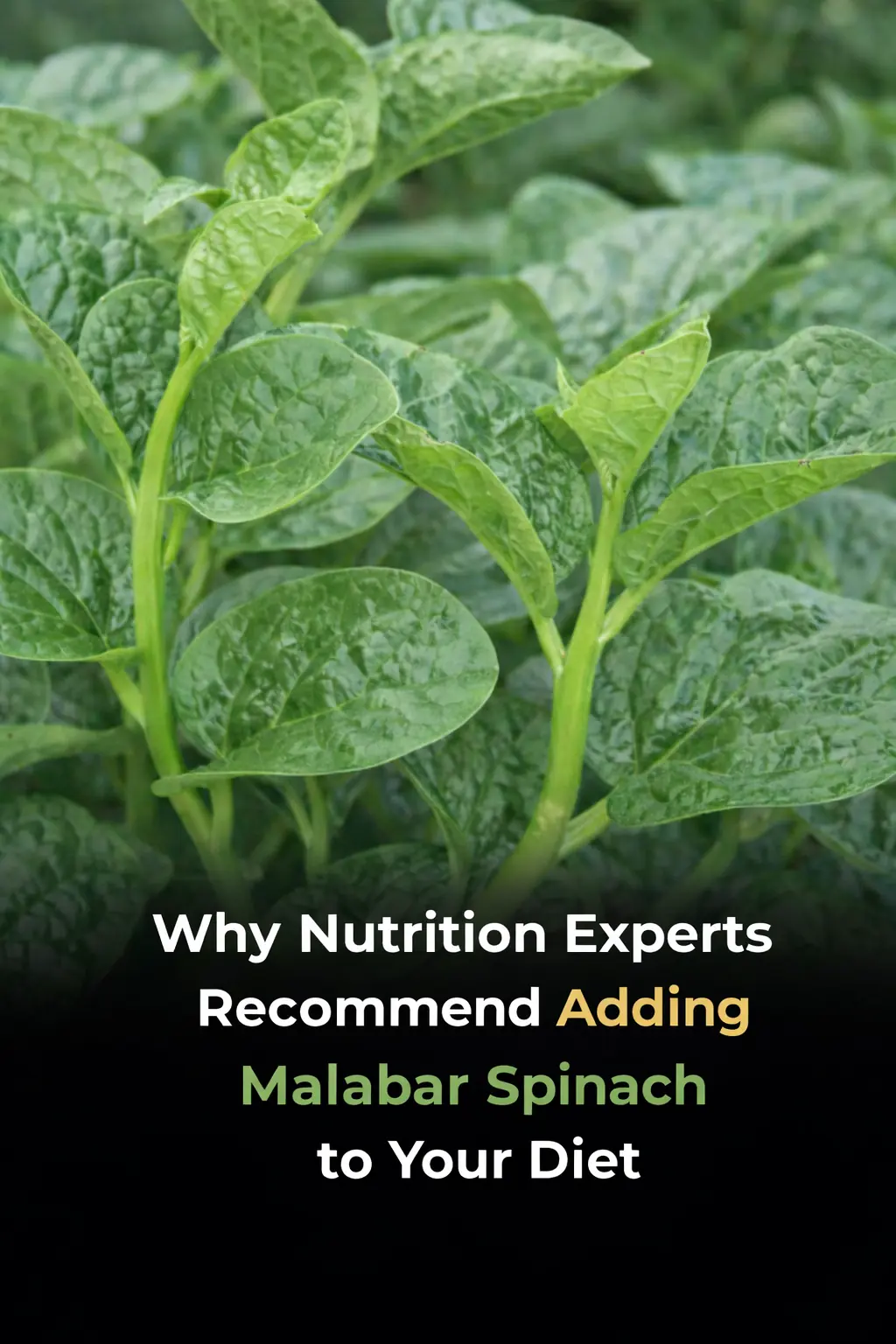 Why Nutritionists Recommend Adding Malabar Spinach to Your Diet