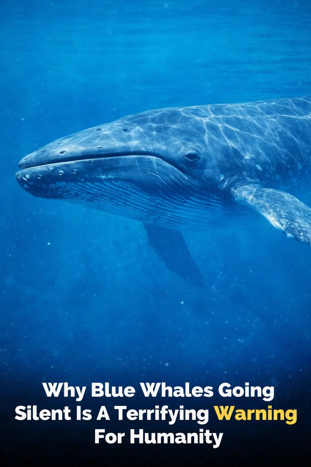 The Great Silence: Why the World’s Loudest Animals are Going Quiet