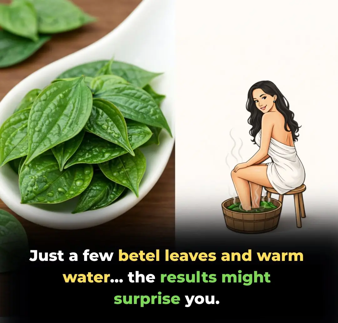 Betel Leaves: The "Green Gold" of Ancient Wisdom for Modern Wellness