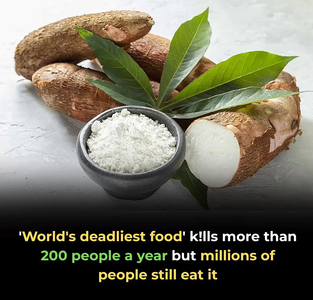 THE CASSAVA PARADOX: WHEN A "LIFE-SAVER" BECOMES A SILENT KILLER