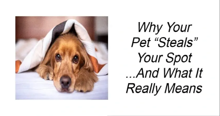 Why Your Pet “Steals” Your Spot