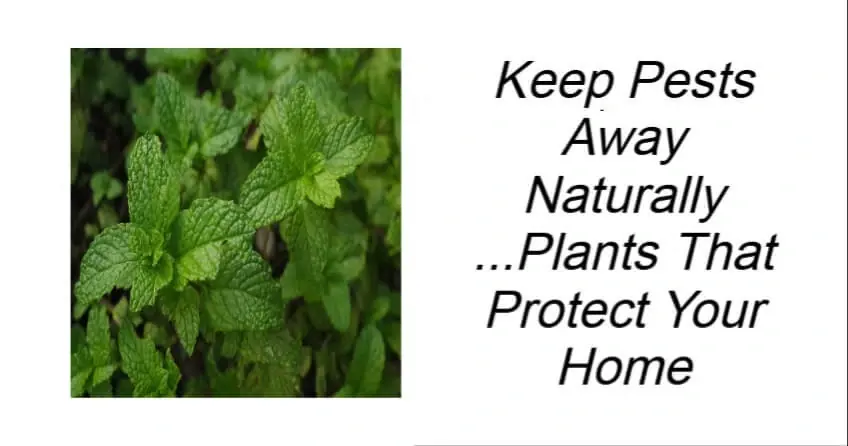 Plants That Protect Your Home