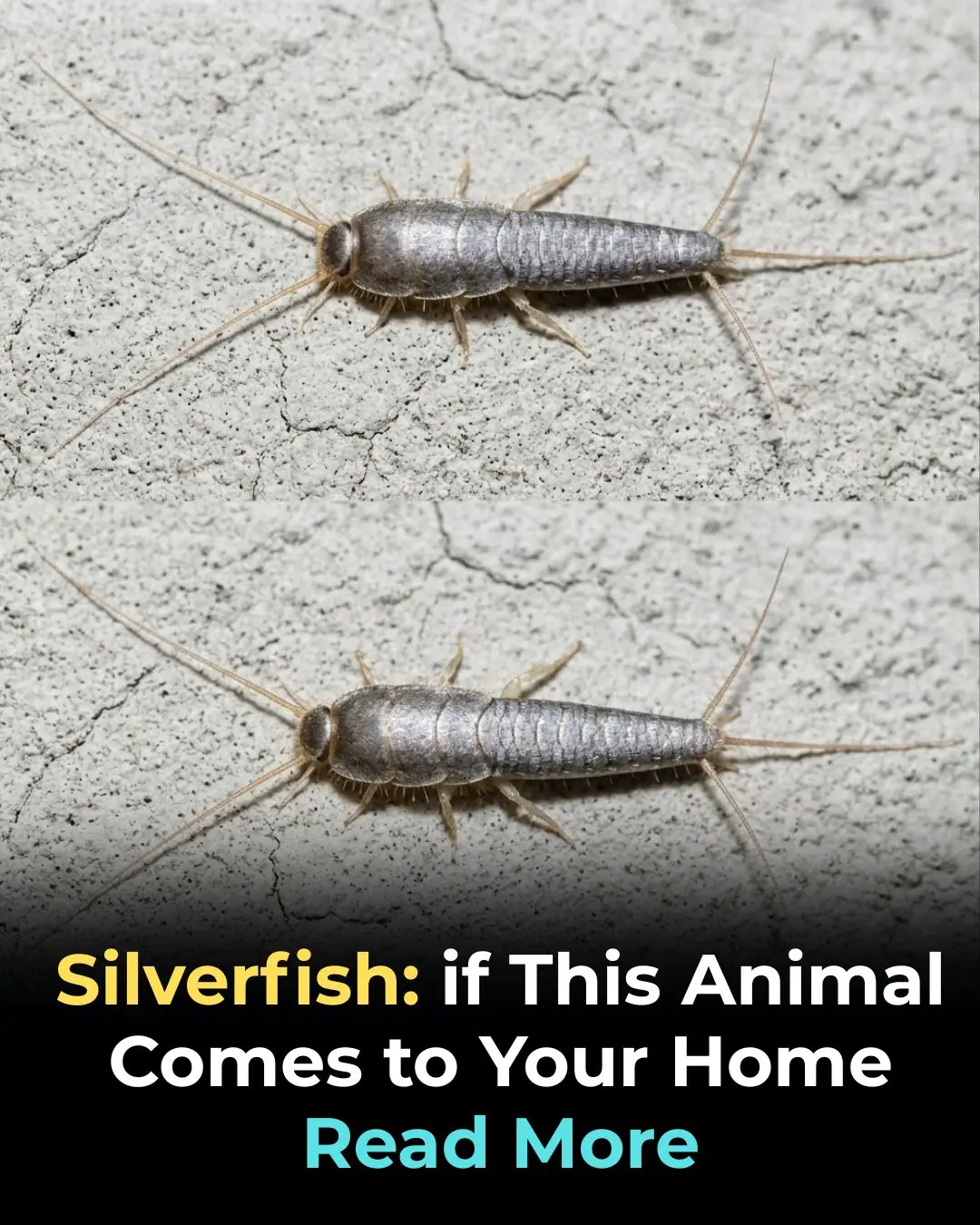 Silverfish: if This Animal Comes to Your Home...