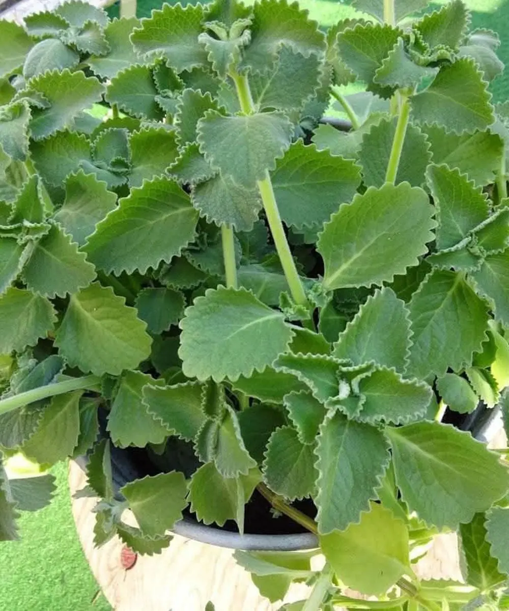 Why This Tiny Herb Has Been Used for Healing for Thousands of Years