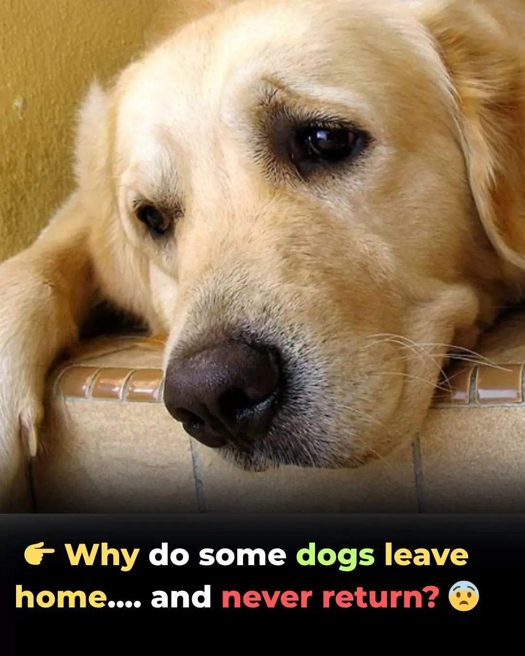 Why Do Dogs Run Away Before They Pass Away? Understanding the "Instinct of the Wild"