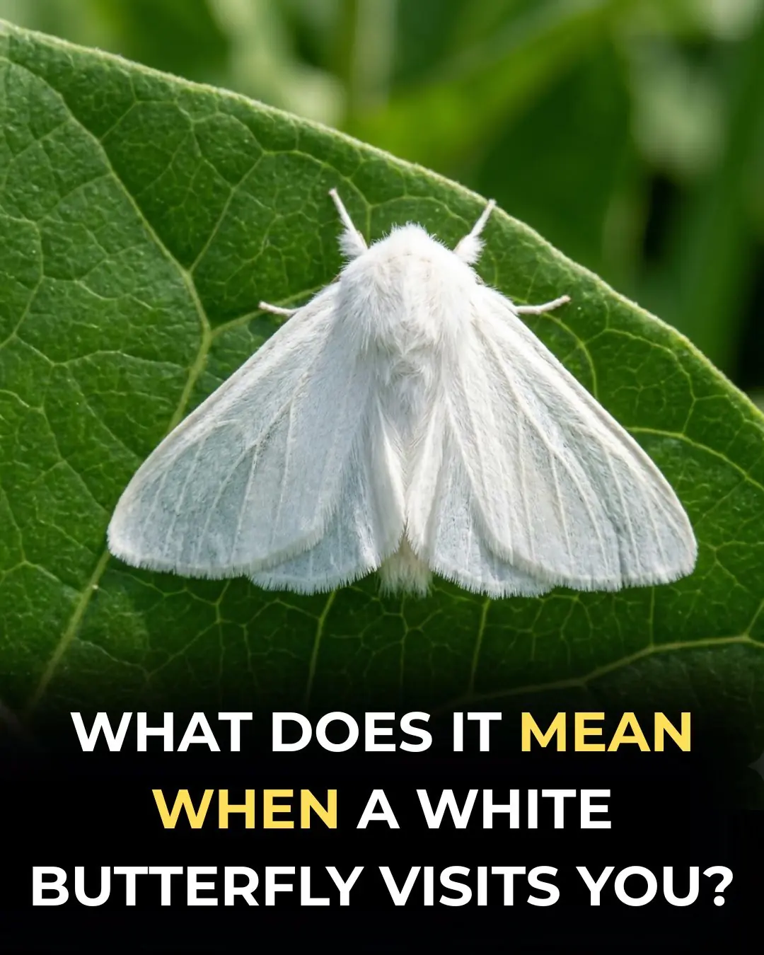 Did you know that white butterflies visit you when...