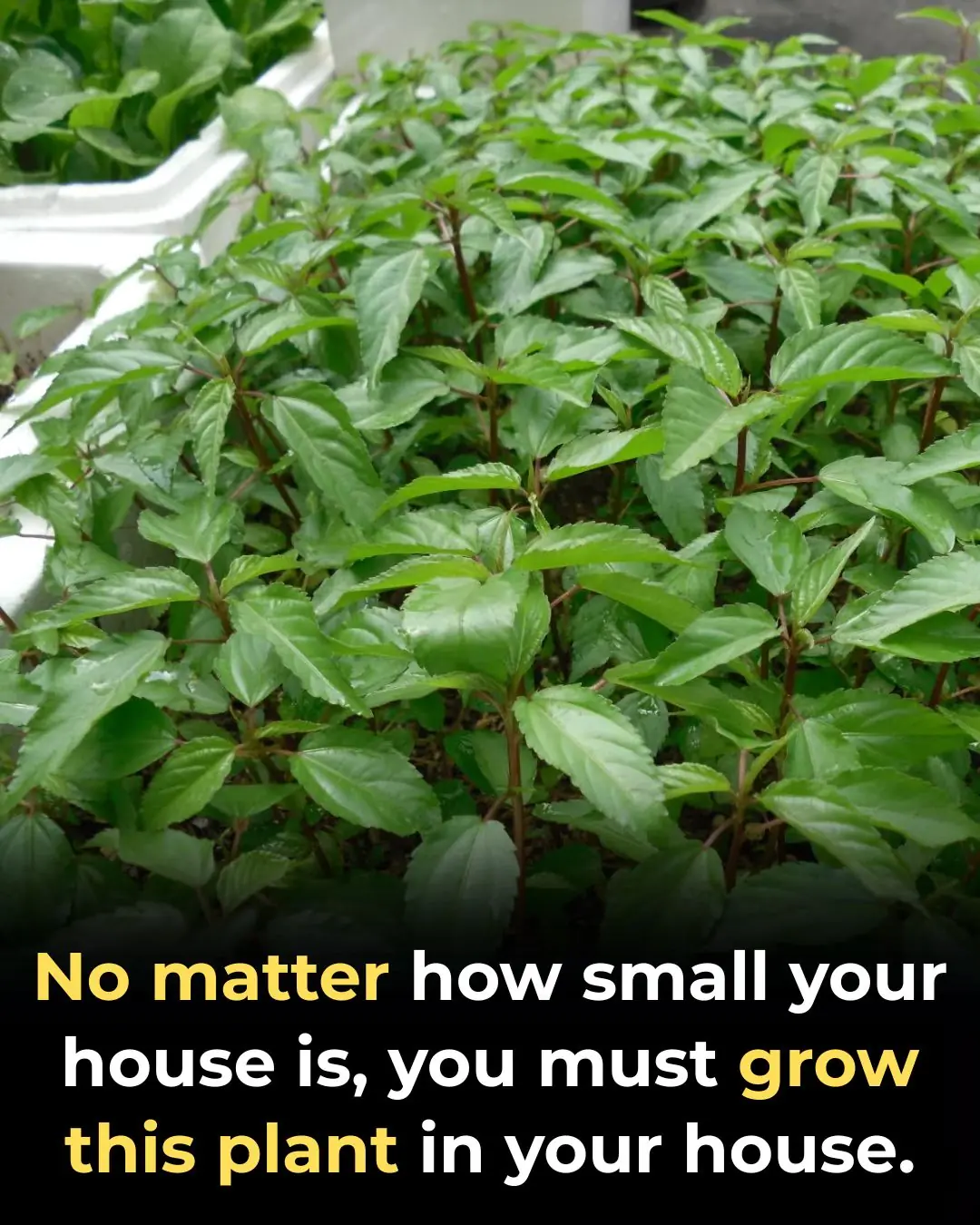 7 Reasons to Grow Aloe Vera at Home