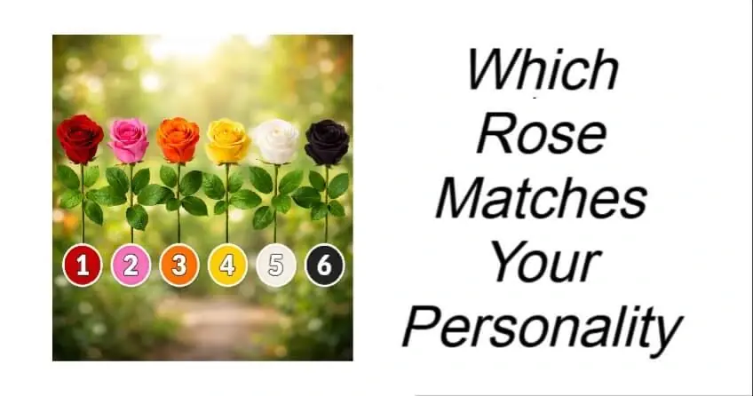 Which Rose Matches Your Personality