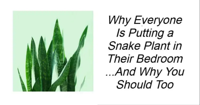 Why Everyone Is Putting a Snake Plant in Their Bedroom