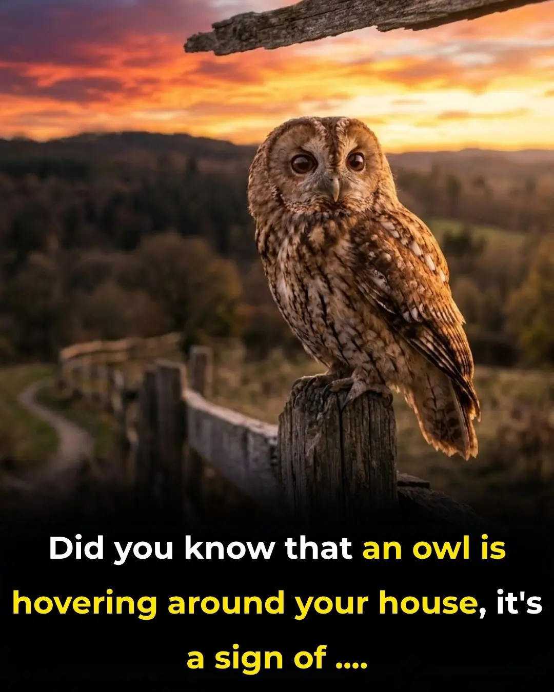 Did you know that an OWL is hovering around your house,...