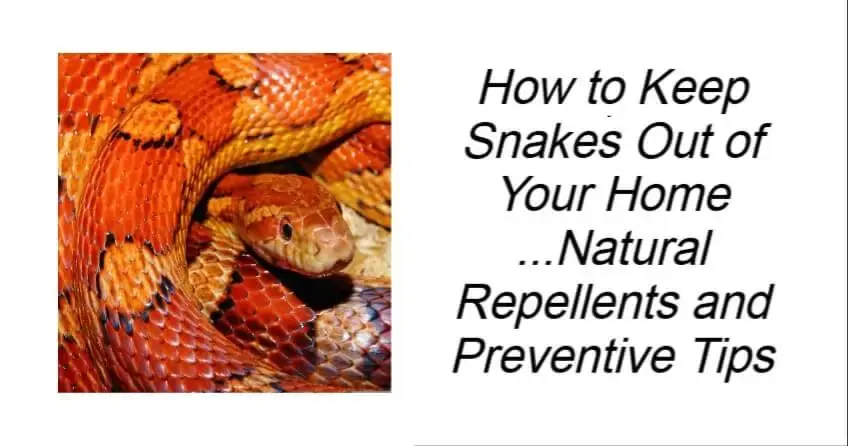 How to Keep Snakes Out of Your Home