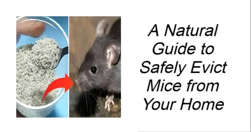 A Natural Guide to Safely Evict Mice from Your Home