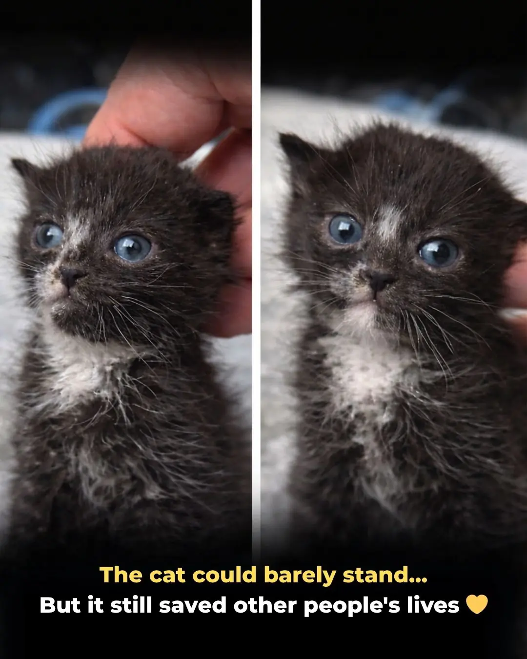 From Fragile to Fatherhood: The Wobbly Rescue Cat Who Shocked the World by Adopting Orphaned Kittens